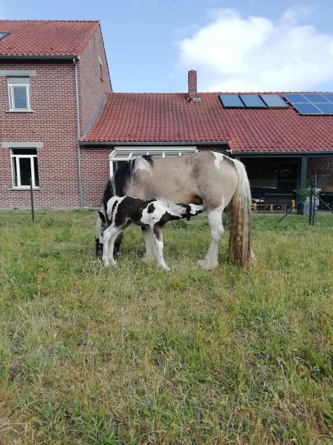 Wings Creek Ranch B&B Zutendaal Exterior foto